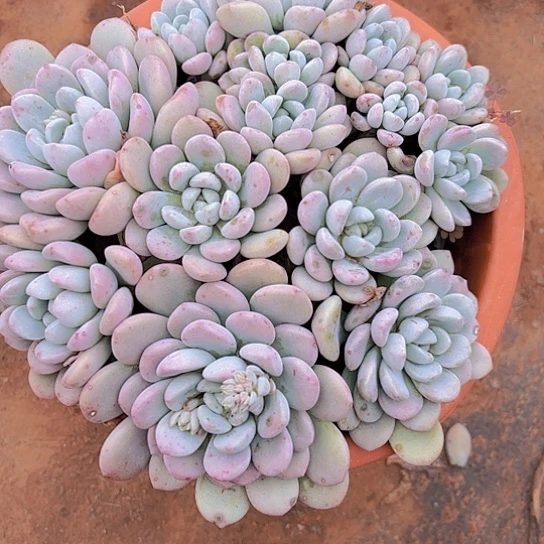 风*多肉植物。。。。。。。。。。。，。。，。。