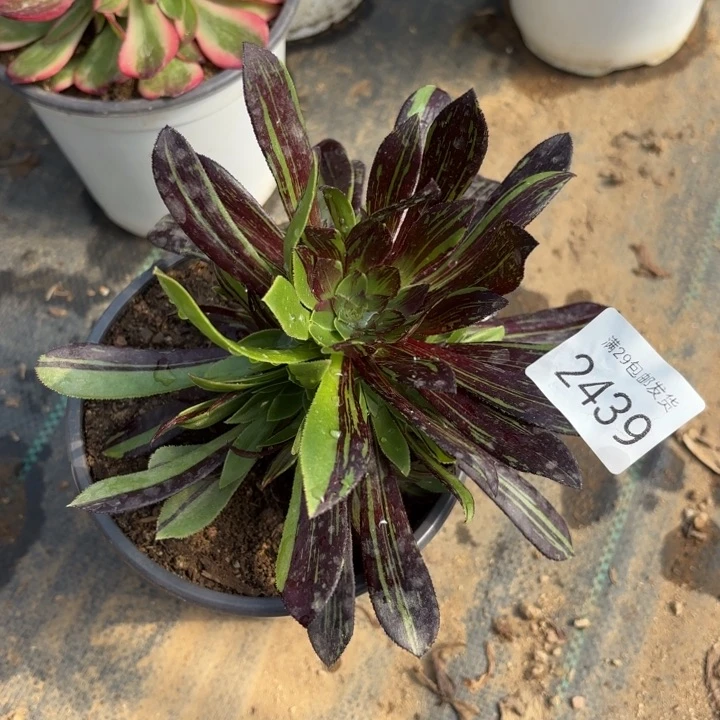 水墨丹青多肉法师2439