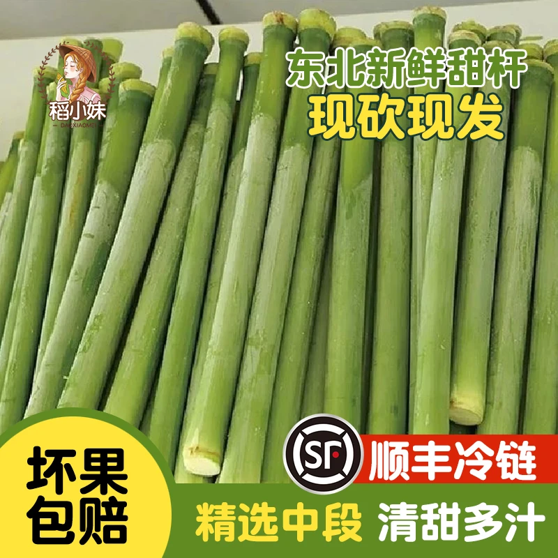 顺丰冷链东北新鲜甜杆水果青皮甘蔗甜芦粟农家甜高粱甜杆小甘蔗