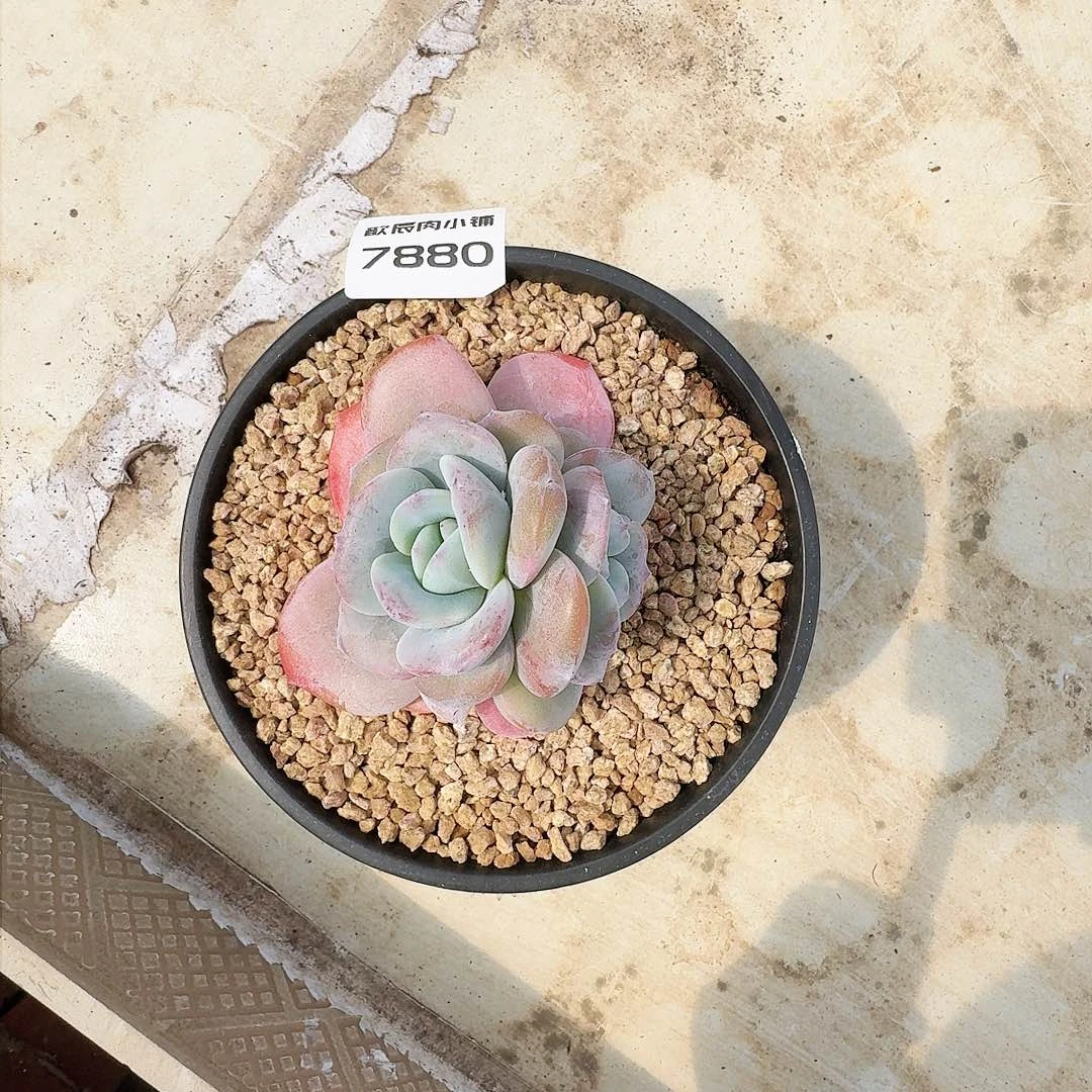 阿****德多肉植物奶茶7880