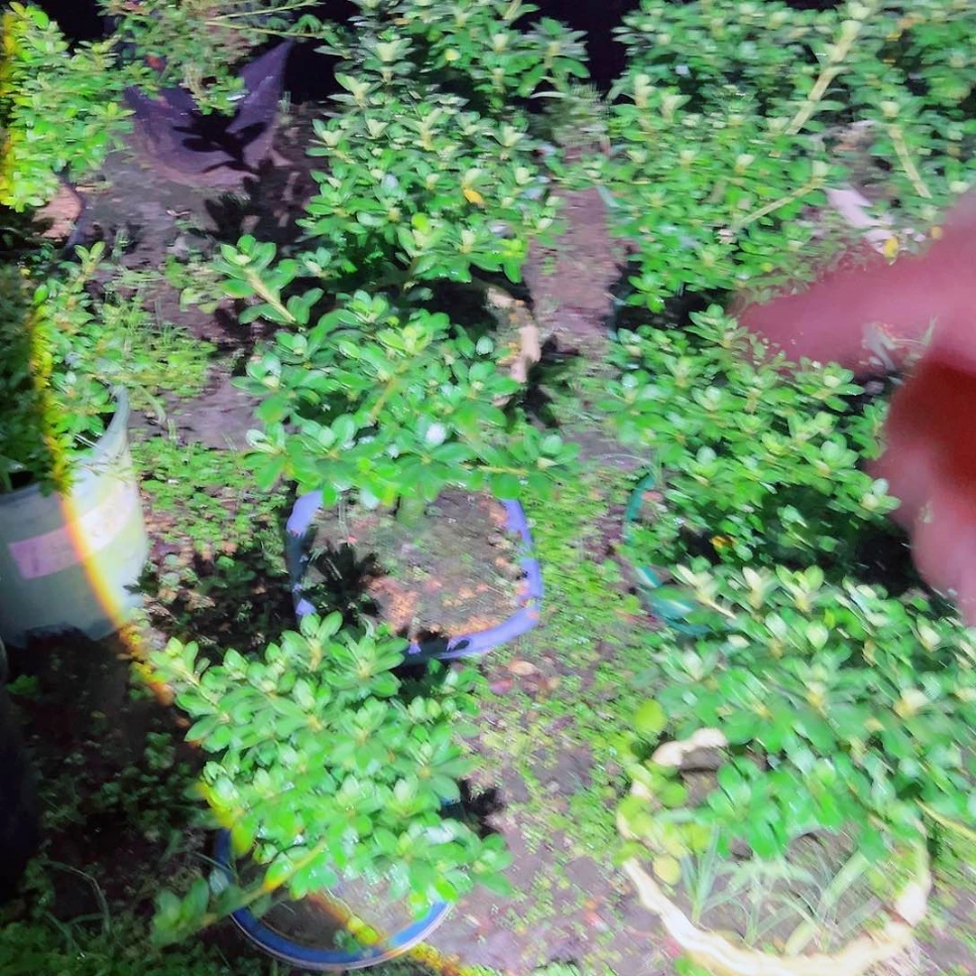无花朵盆景皋月杜鹃毬子