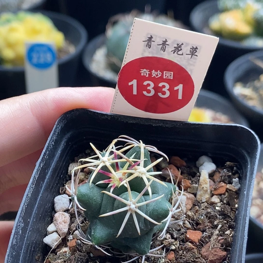 实生豪刺大红鹰一颗2.6cm