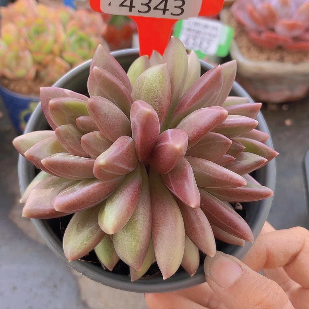 4343迷雾泡泡多肉植物