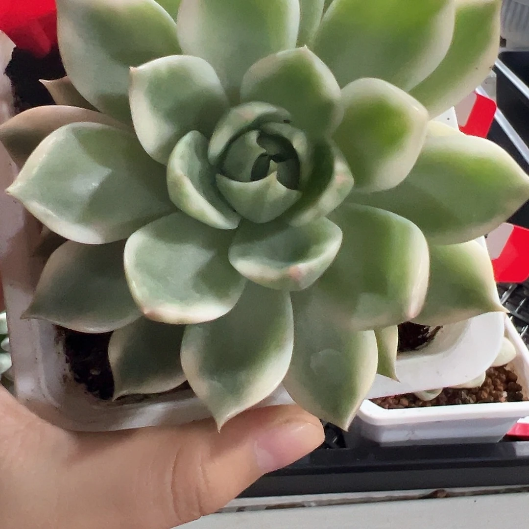 53号琉璃盏锦多肉植物