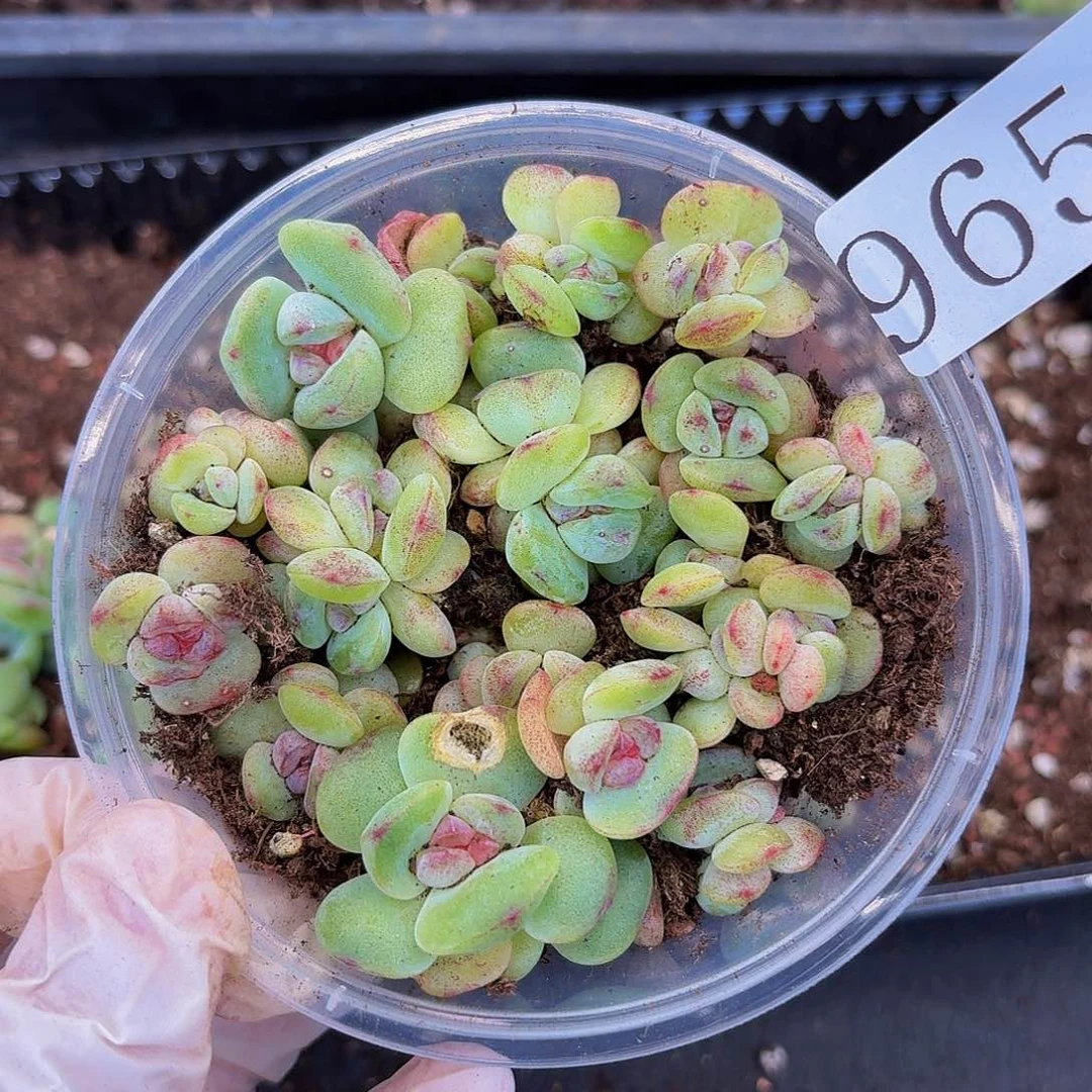 多肉植物多肉植物965