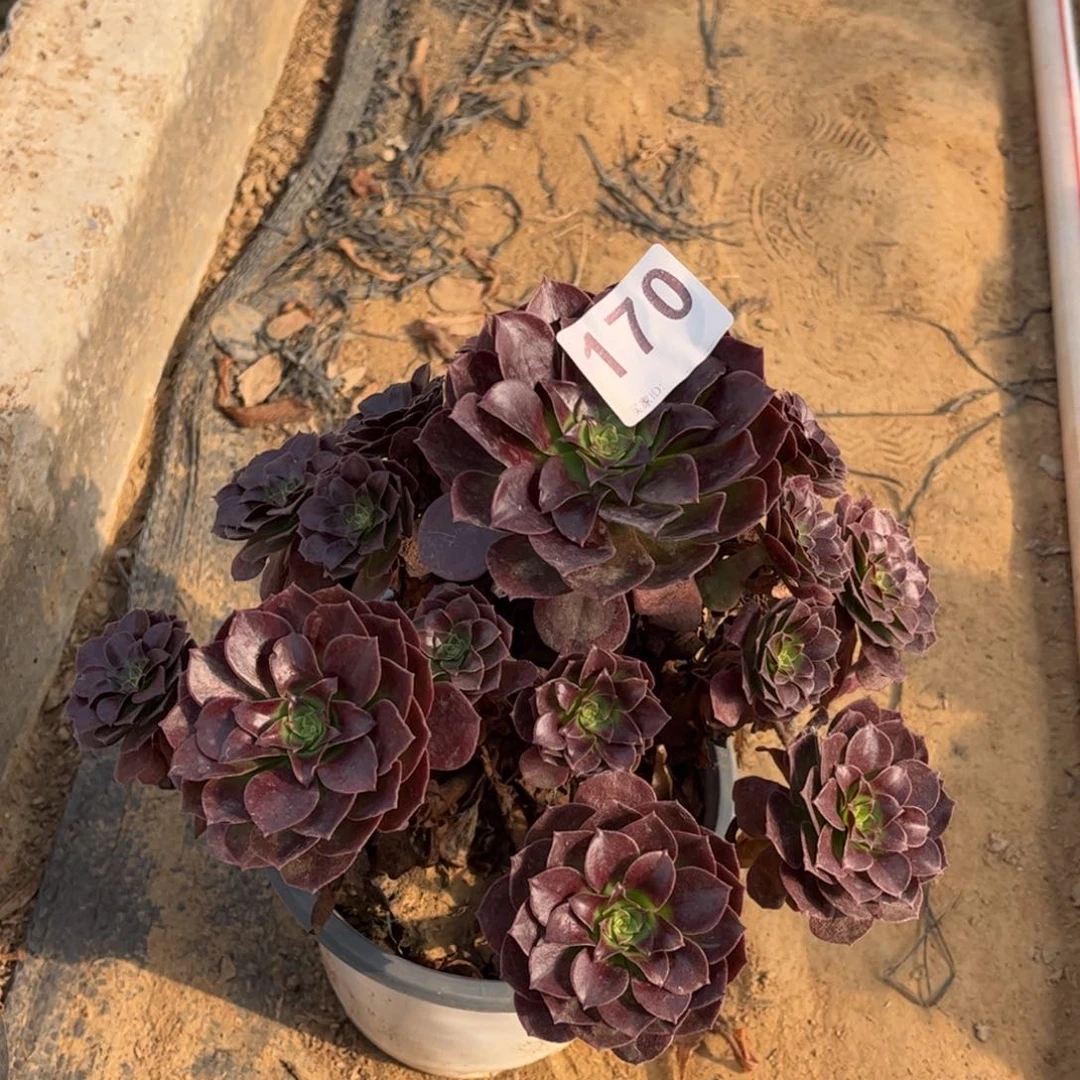 黑魔170不包断枝的