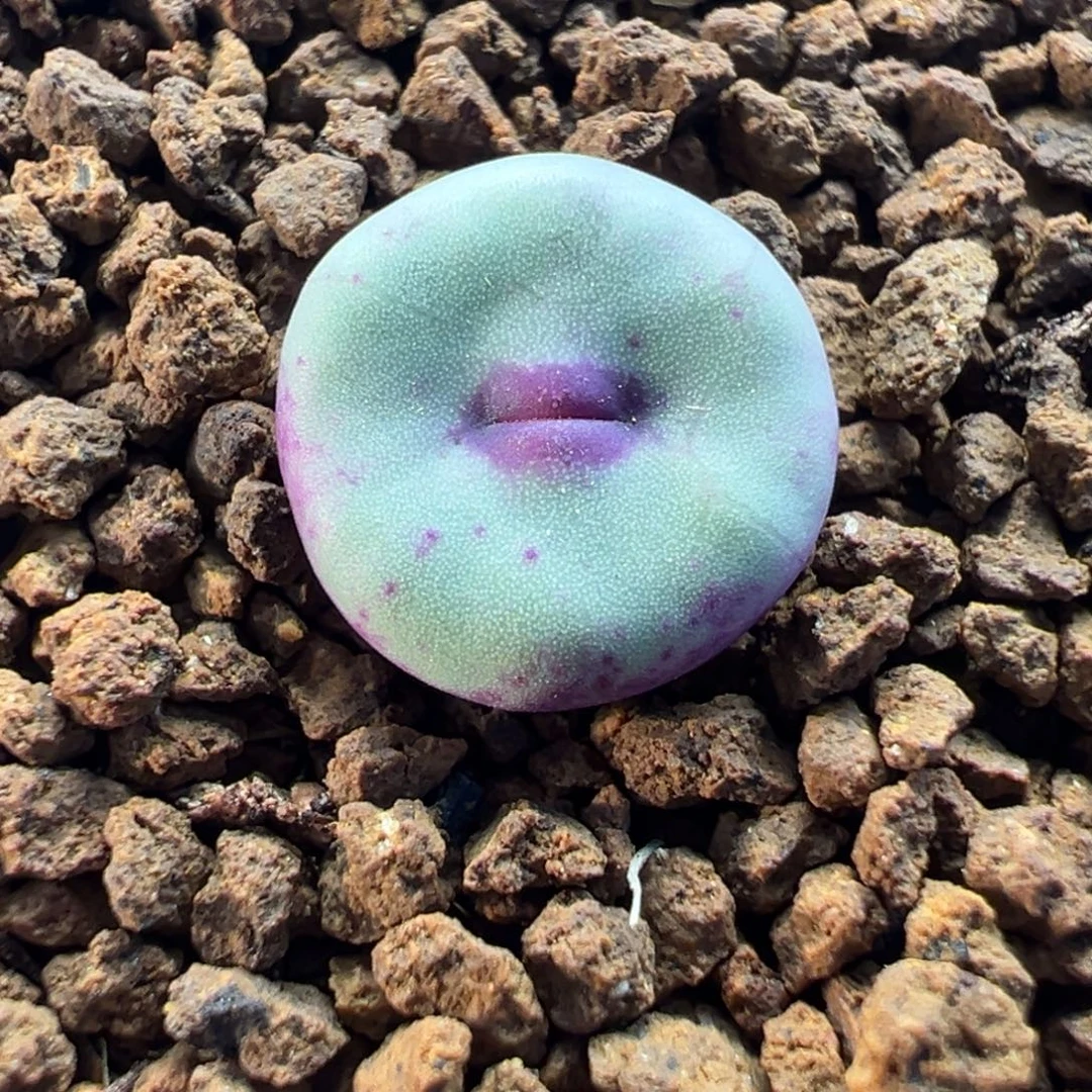 012多肉植物种类多样