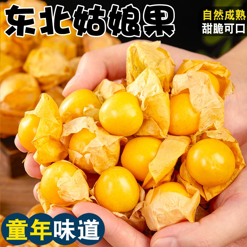 【现货速发】东北姑娘果新鲜大果特产水果灯笼果小金豆甜菇娘果
