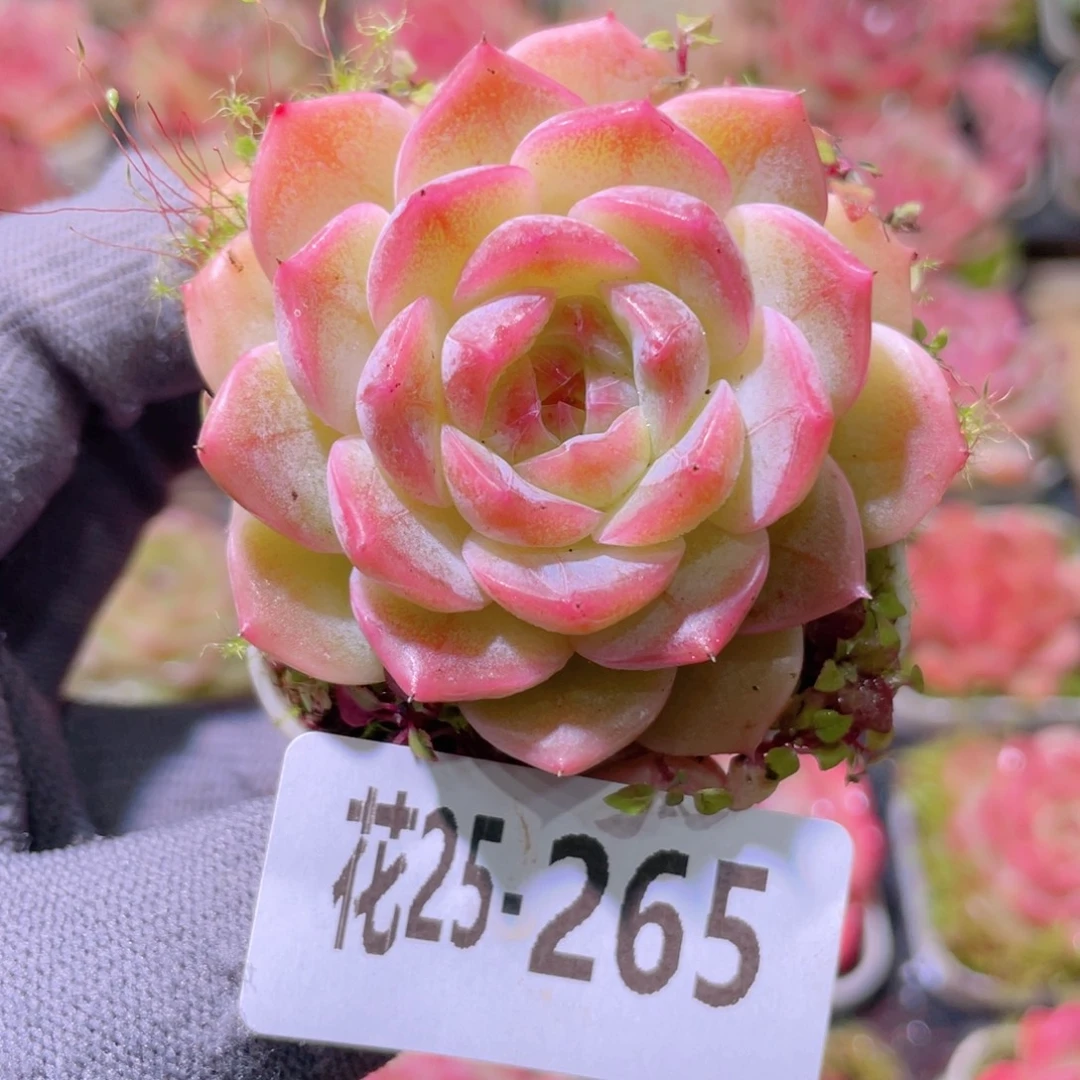 花利美25-265福利珍妮