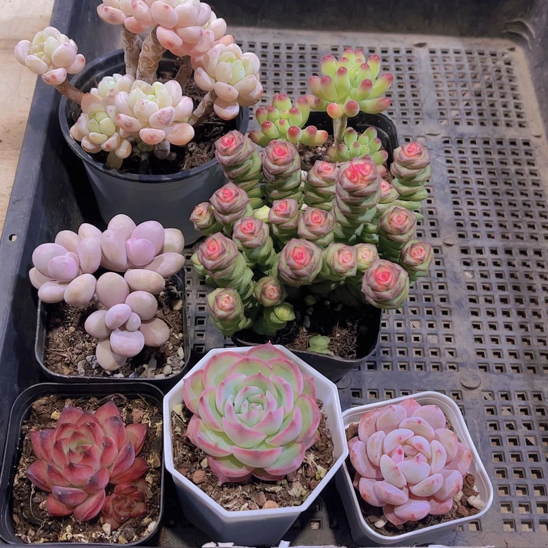 多肉483多肉植物