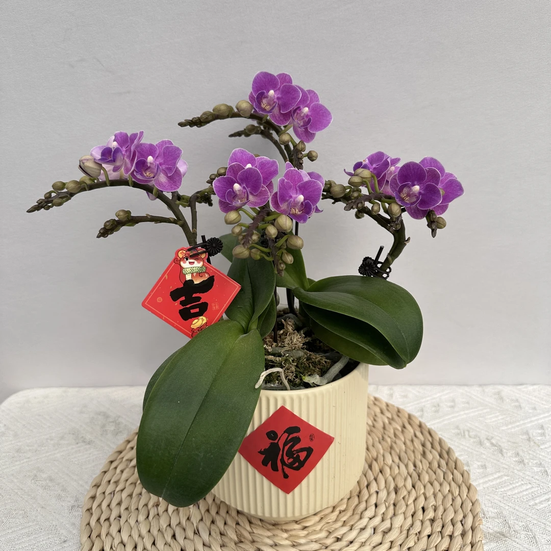 蝴蝶兰【欧洲小蓝】 稀有品种 高品质 室内高端绿植花卉商务礼品花4