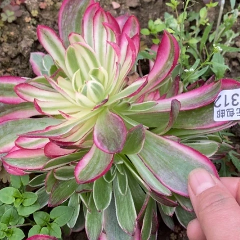 312海王满25包邮多肉