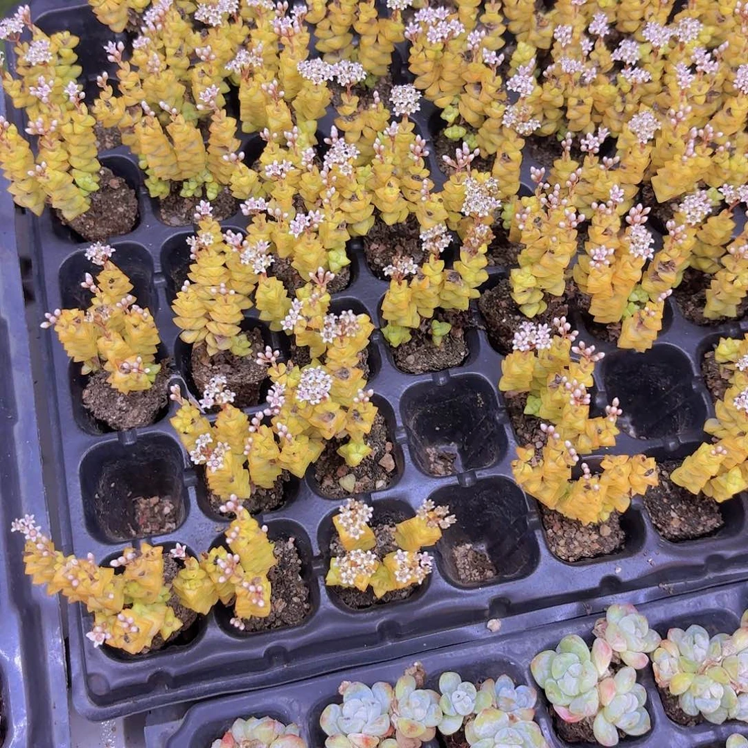 小米星三颗量拍111