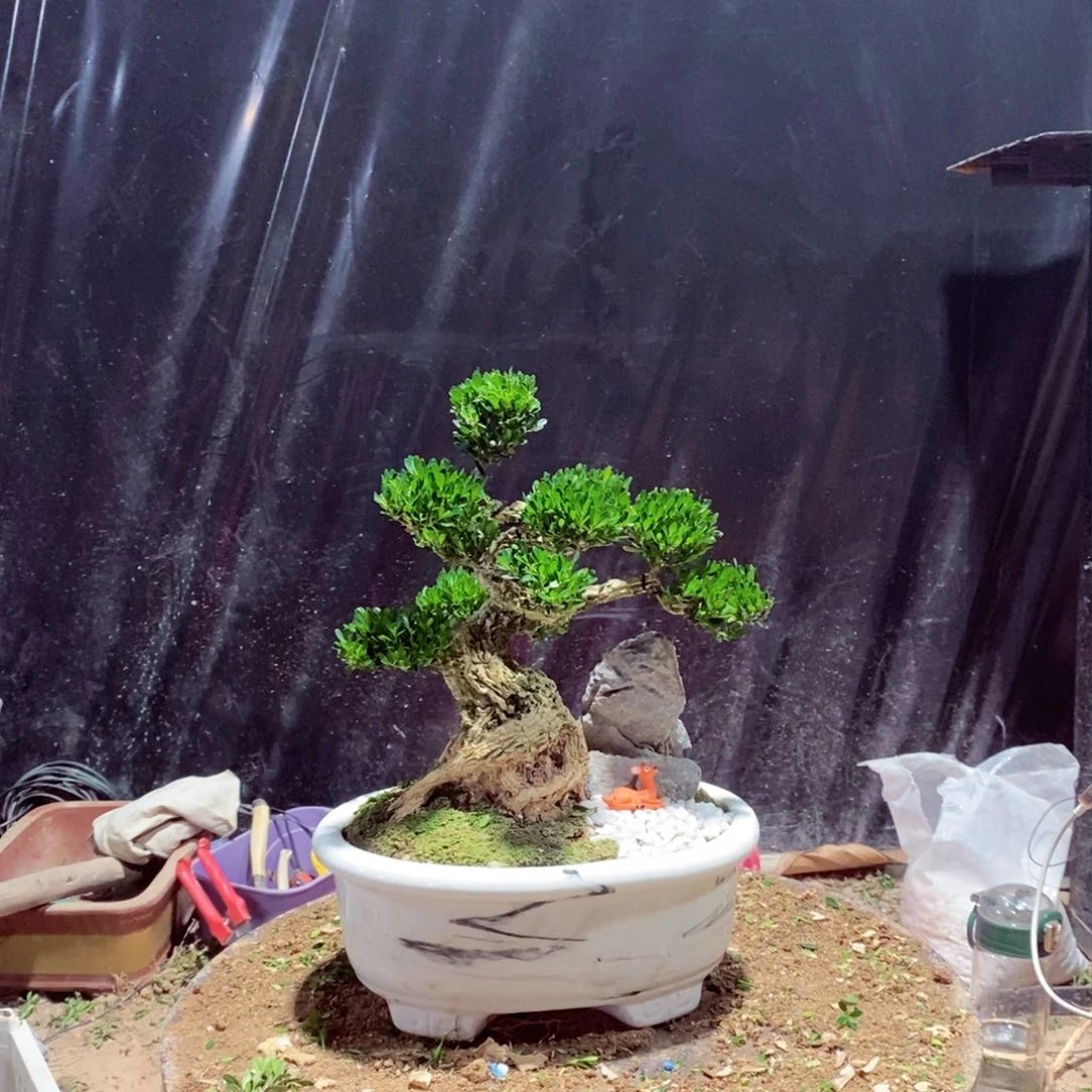 无花朵广东皱皮雀舌黄杨