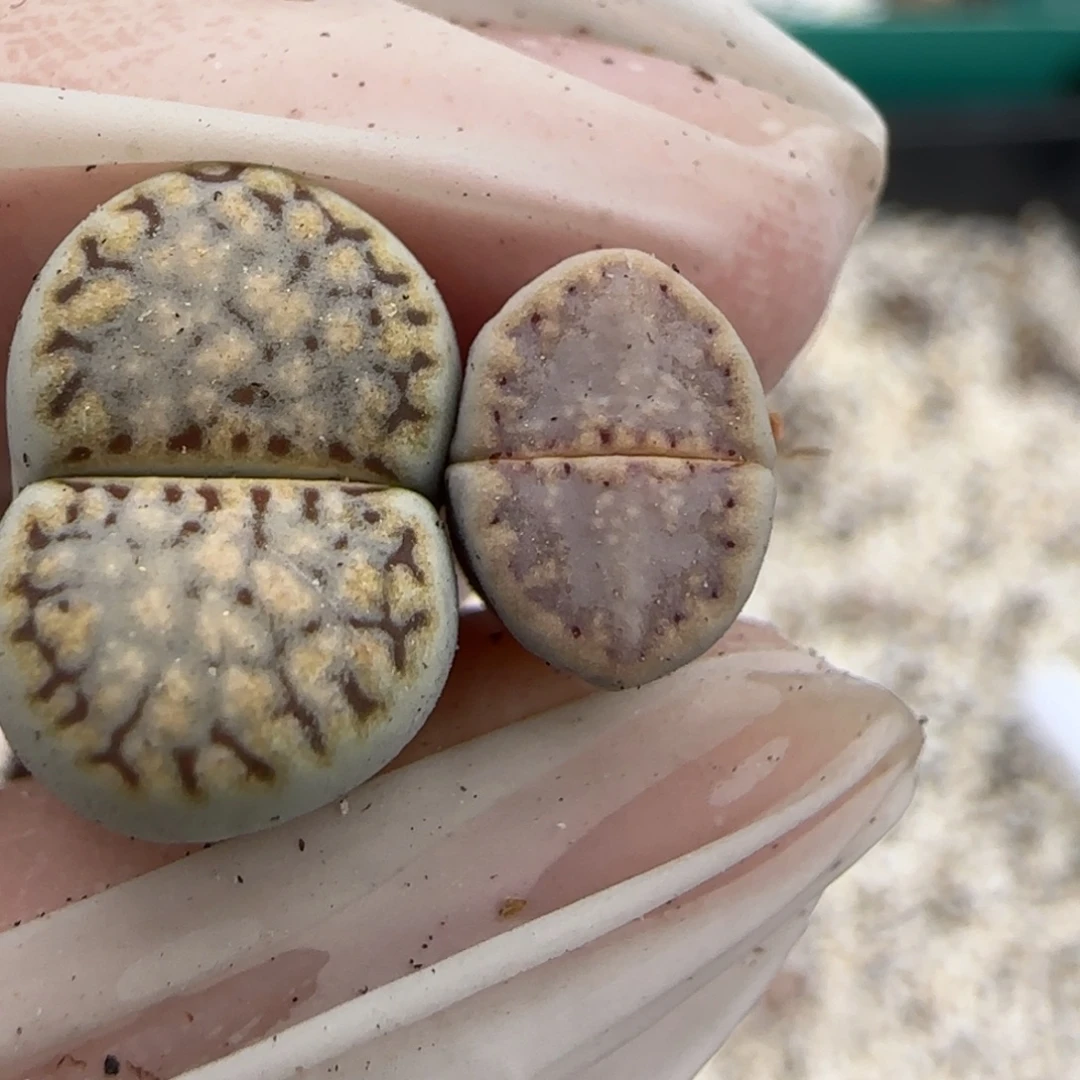 11.5爱萌多肉糖霜饼干8116