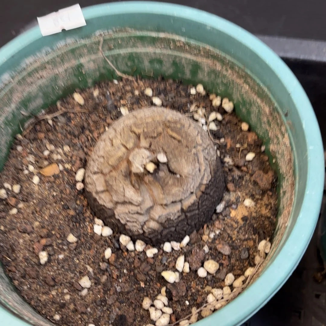 龟甲龙带盆包邮的