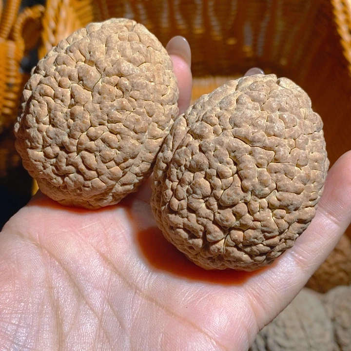 野生三瓣脑纹大金刚4655