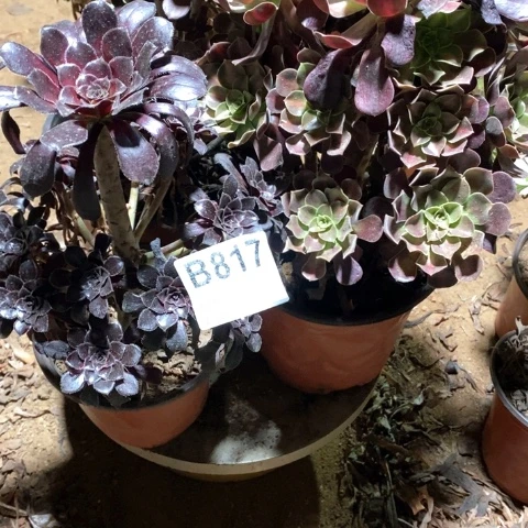 茉****817三颗法师多肉植物