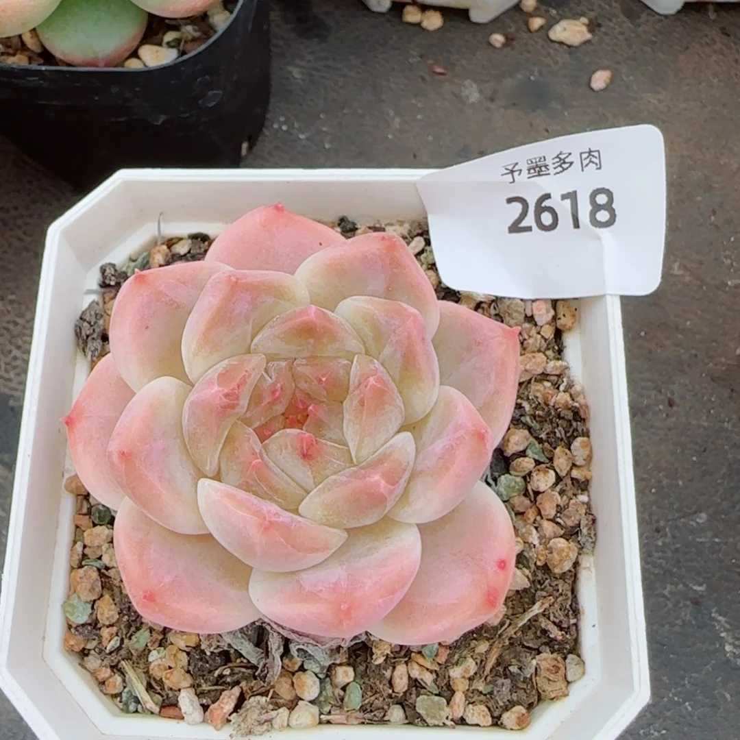 冰魄，2618多肉植物