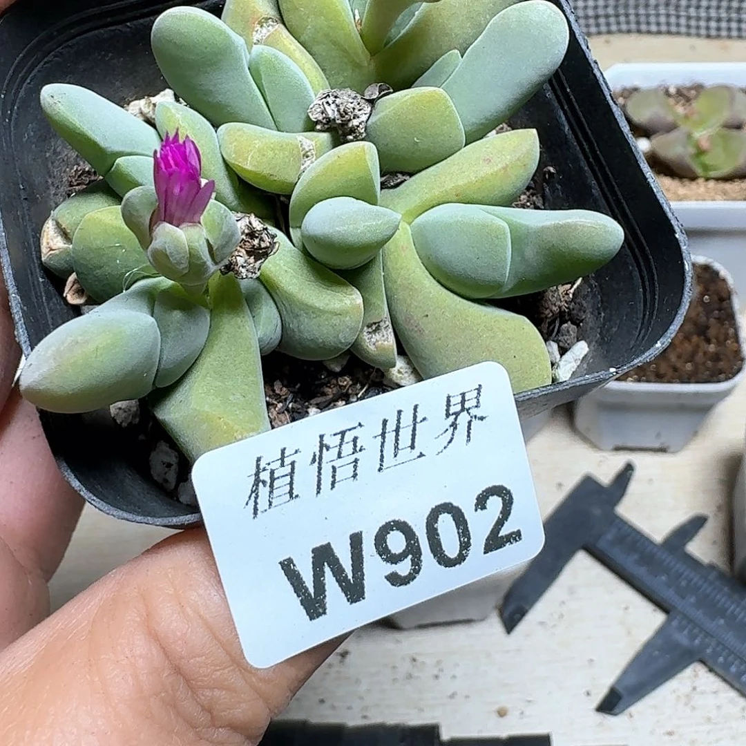 902盒的植物哇哇cb n