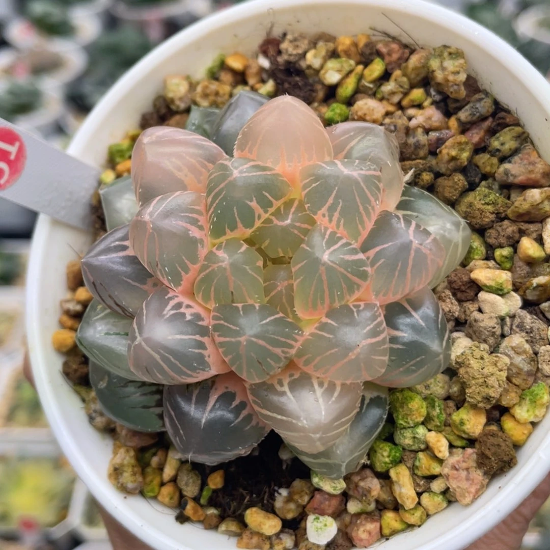 小蔡的菜园 51 om糊斑