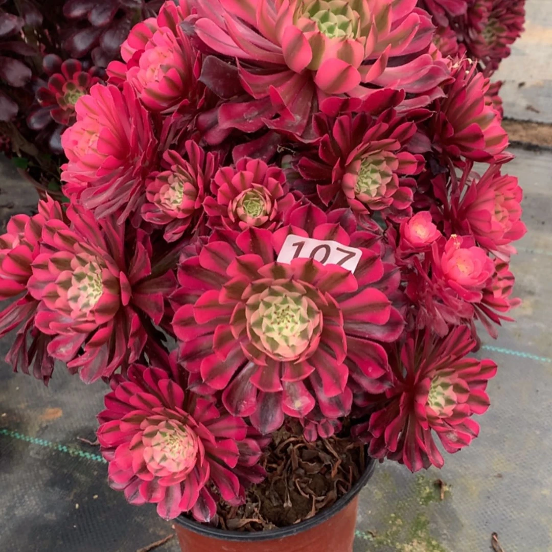 【闪购商品】107红铜白