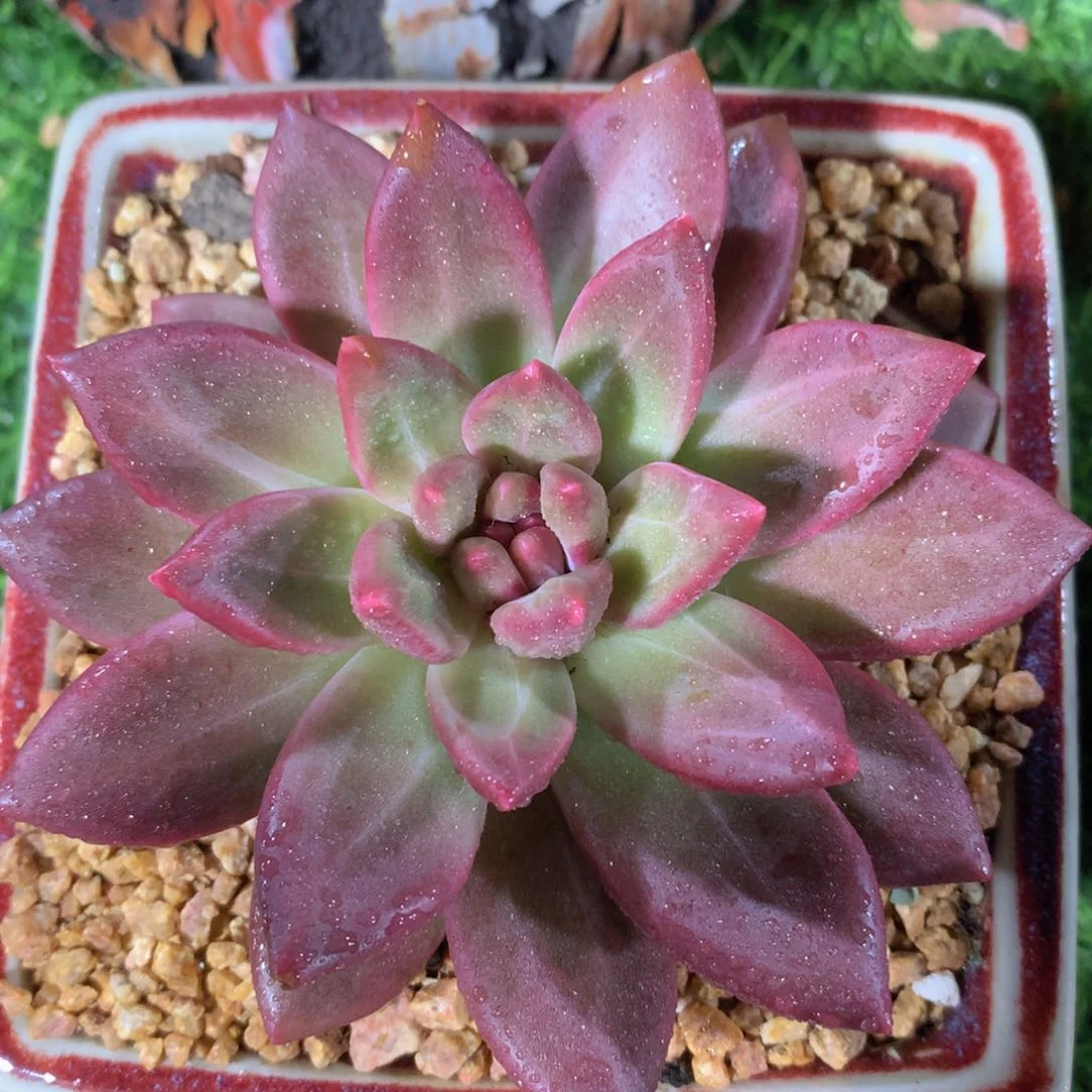 迷雾泡泡10 公分一物一拍