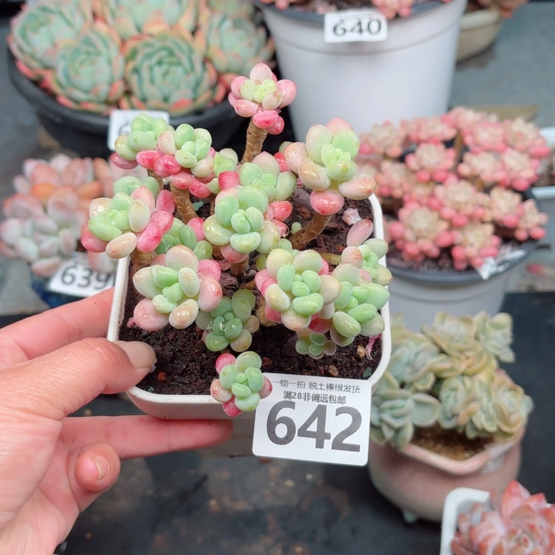 鱼子酱老桩无盆土发货