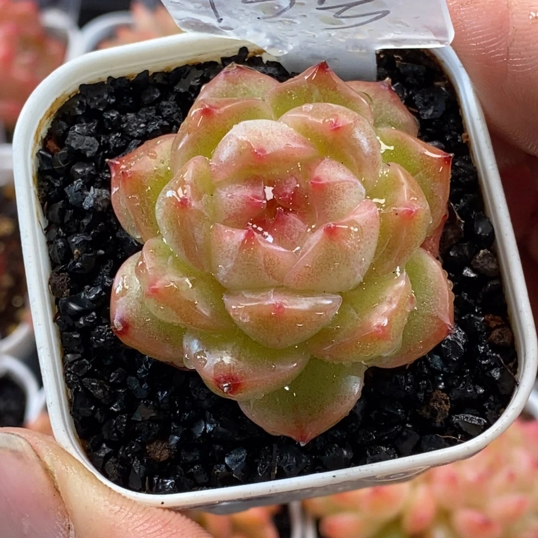 天官赐福百无禁忌