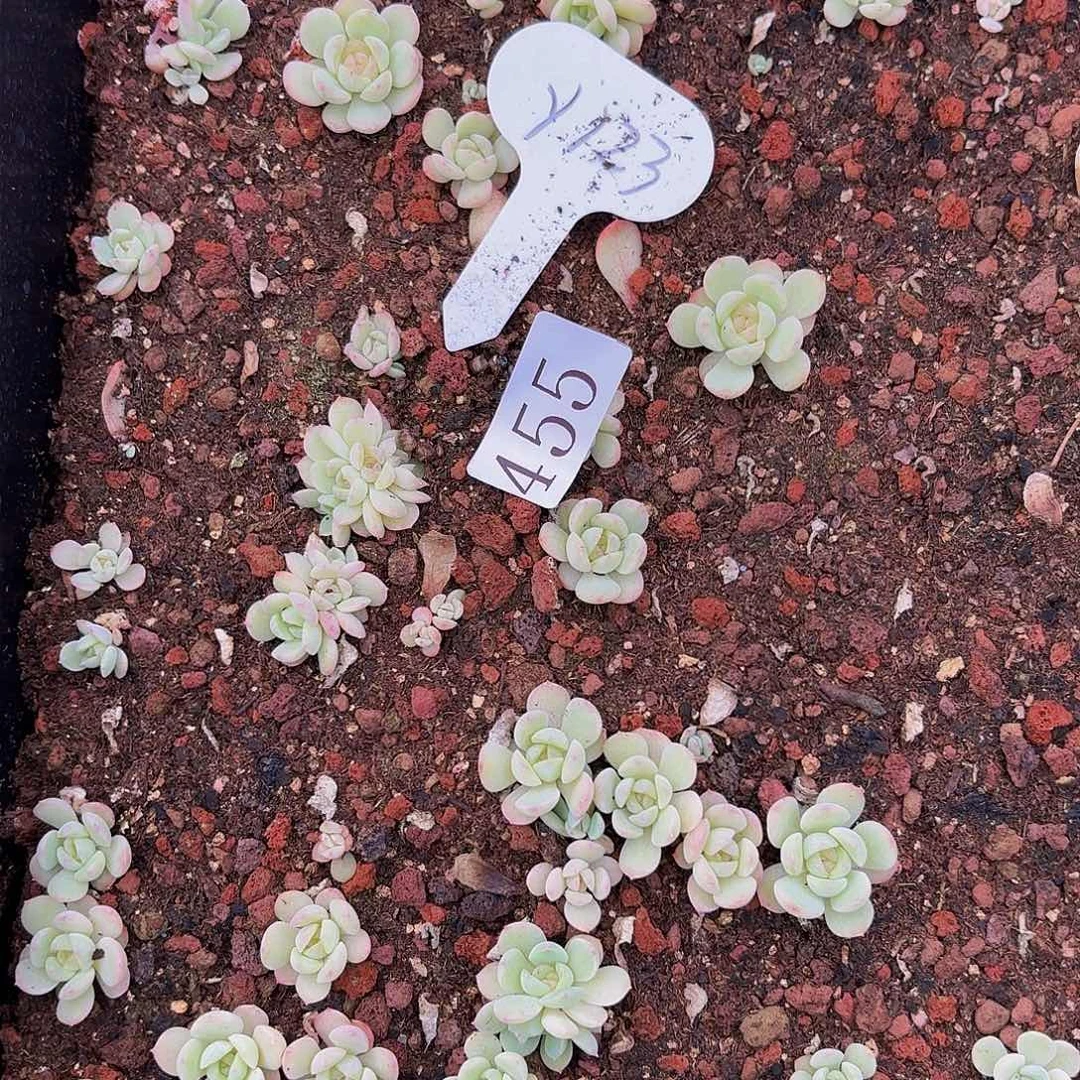 闻***?多肉植物多肉植物455