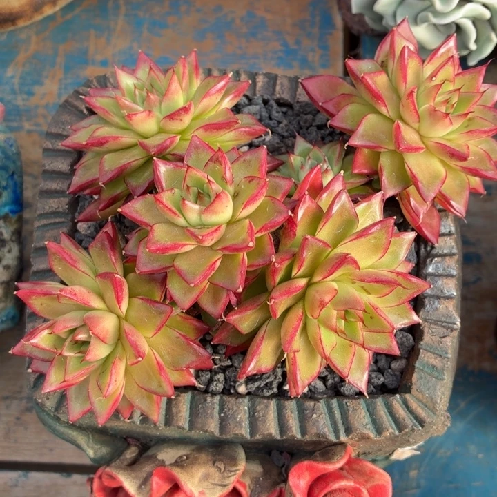 多肉植物 麦秆女王-4