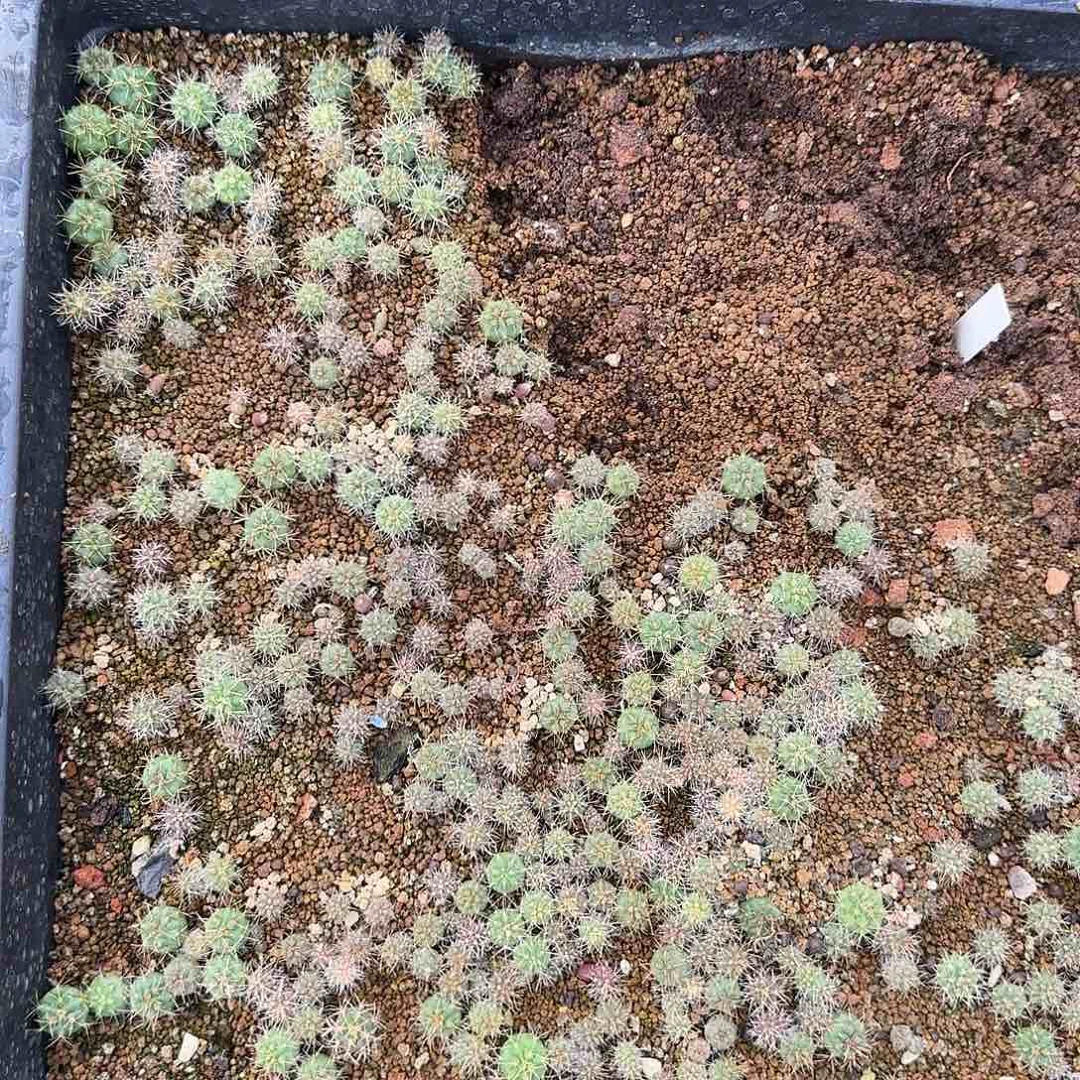 紫色邹重绯小苗1公分左右