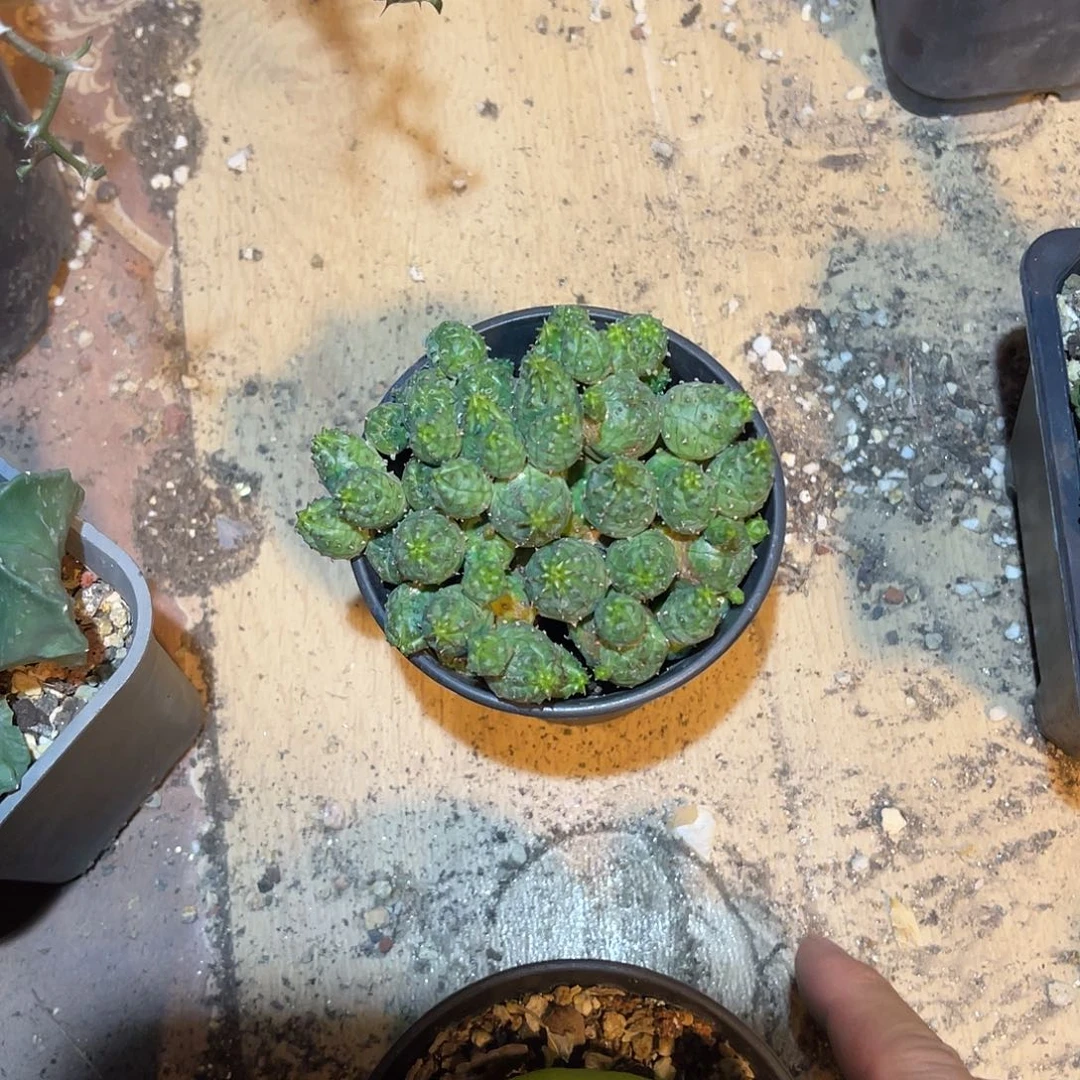 子吹布纹球大群一物一拍