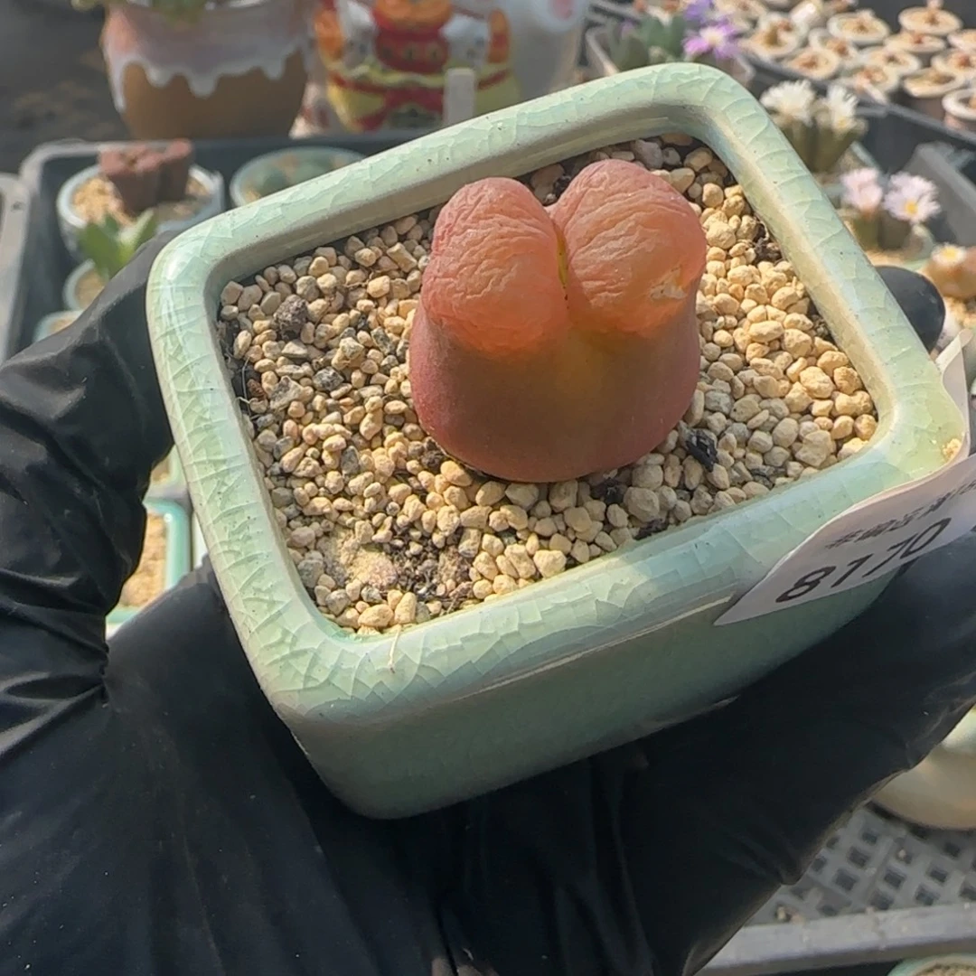 8170--一物一拍 带盆