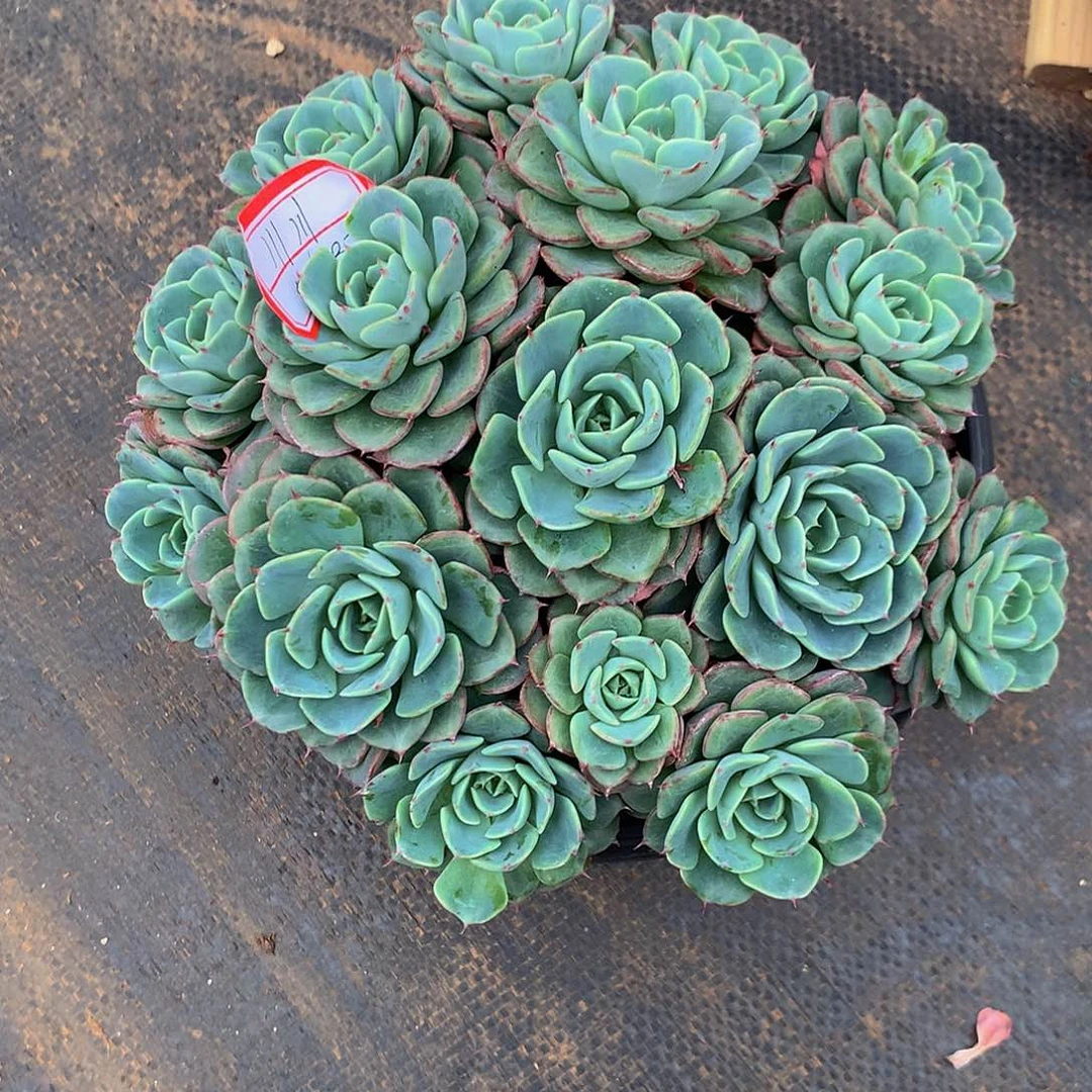 H****杂交1111111112221111