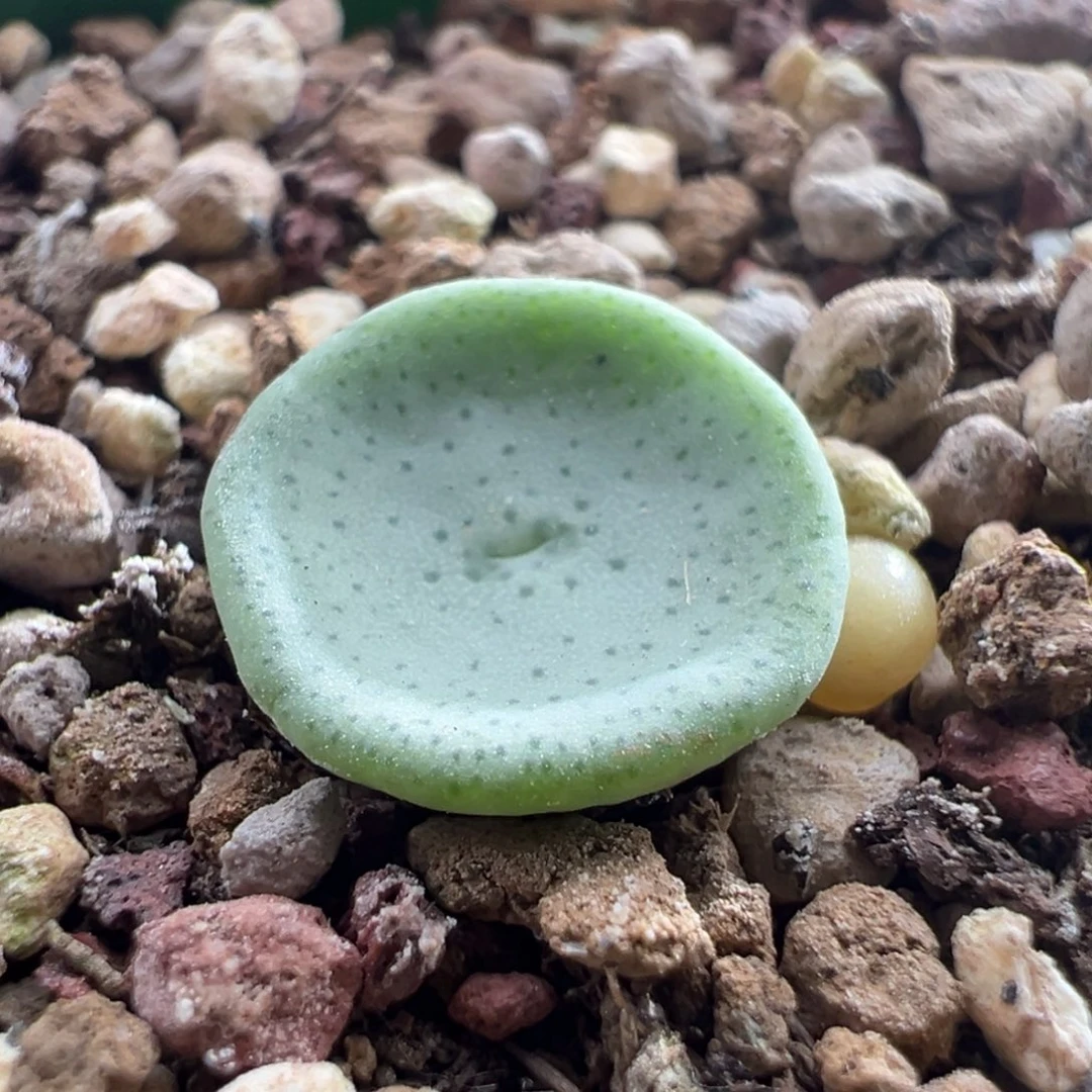 w7.12/2259。小酒杯。炸福利！多肉植物