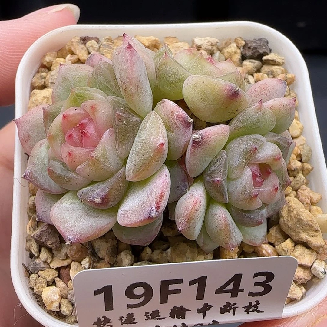 143三头群【满39包邮非偏远】