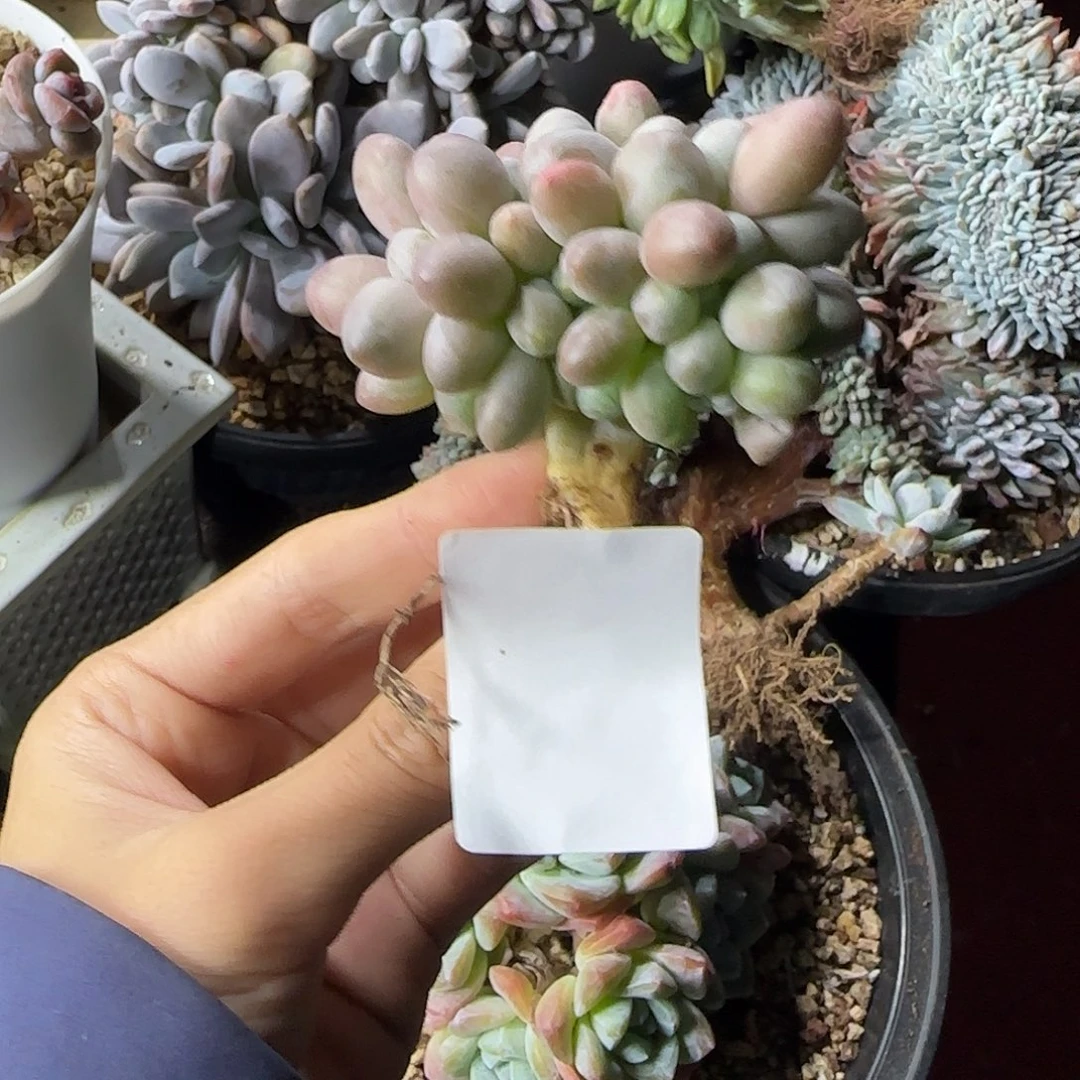 淡****汤圆缀化一物一拍