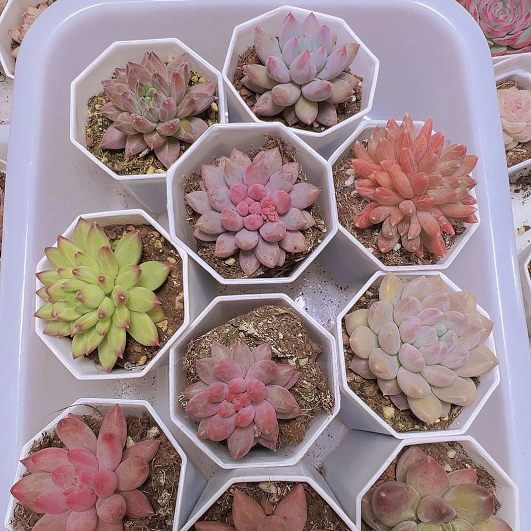 美人组合10盆19包邮