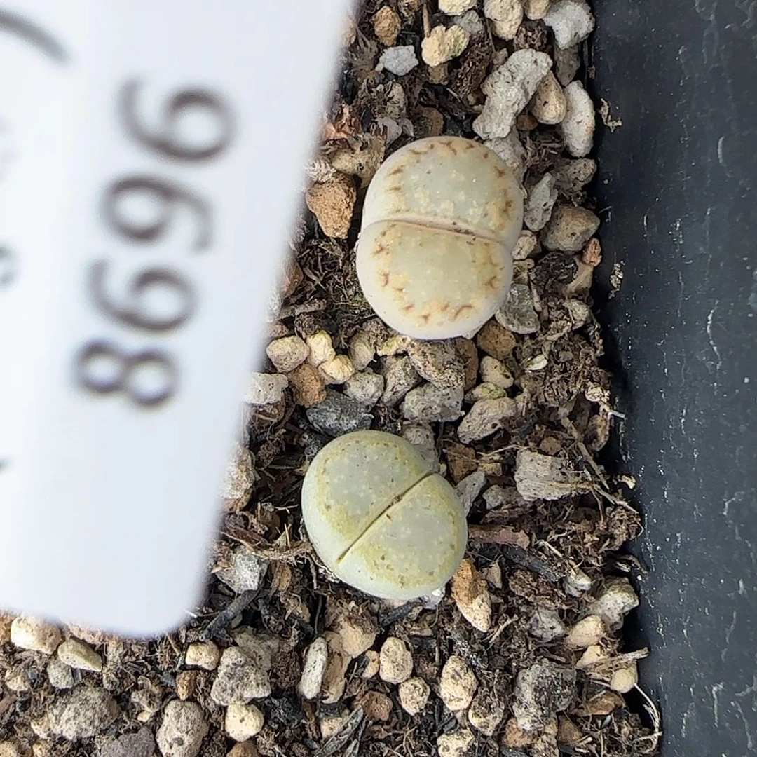 8696。ex216。默认脱土。18包邮。偏远88包邮