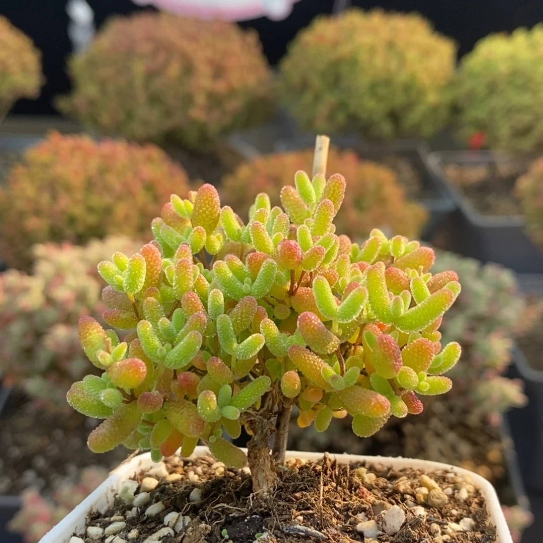 蜜橘糖球1083枝干番杏