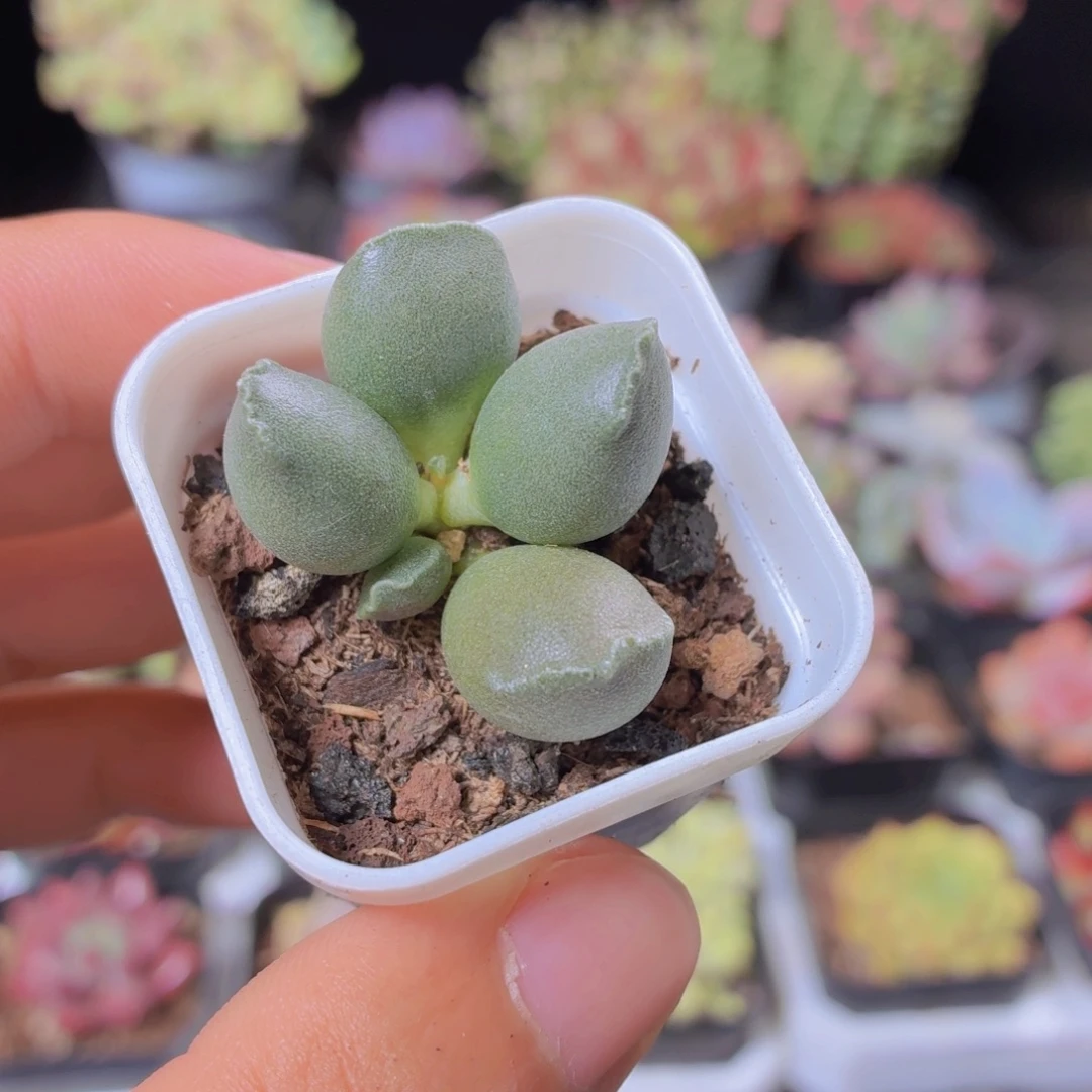 艺姬水泡多肉9.9包邮发货