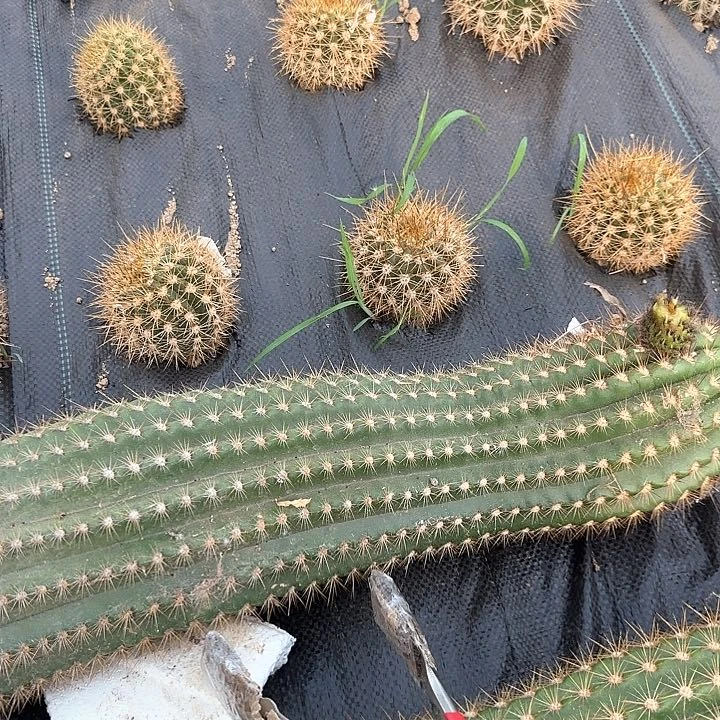 静****H飞碟400的毛花柱
