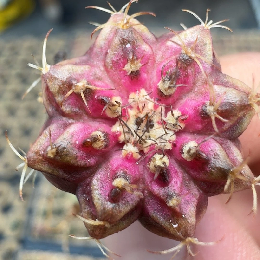 米哈实生自然锦 海轮莲花座129