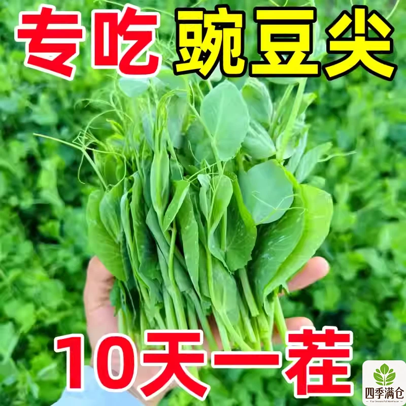 【专吃豌豆尖】豌豆苗种子贵州四川无须豌豆尖种籽蔬菜芽苗菜四季