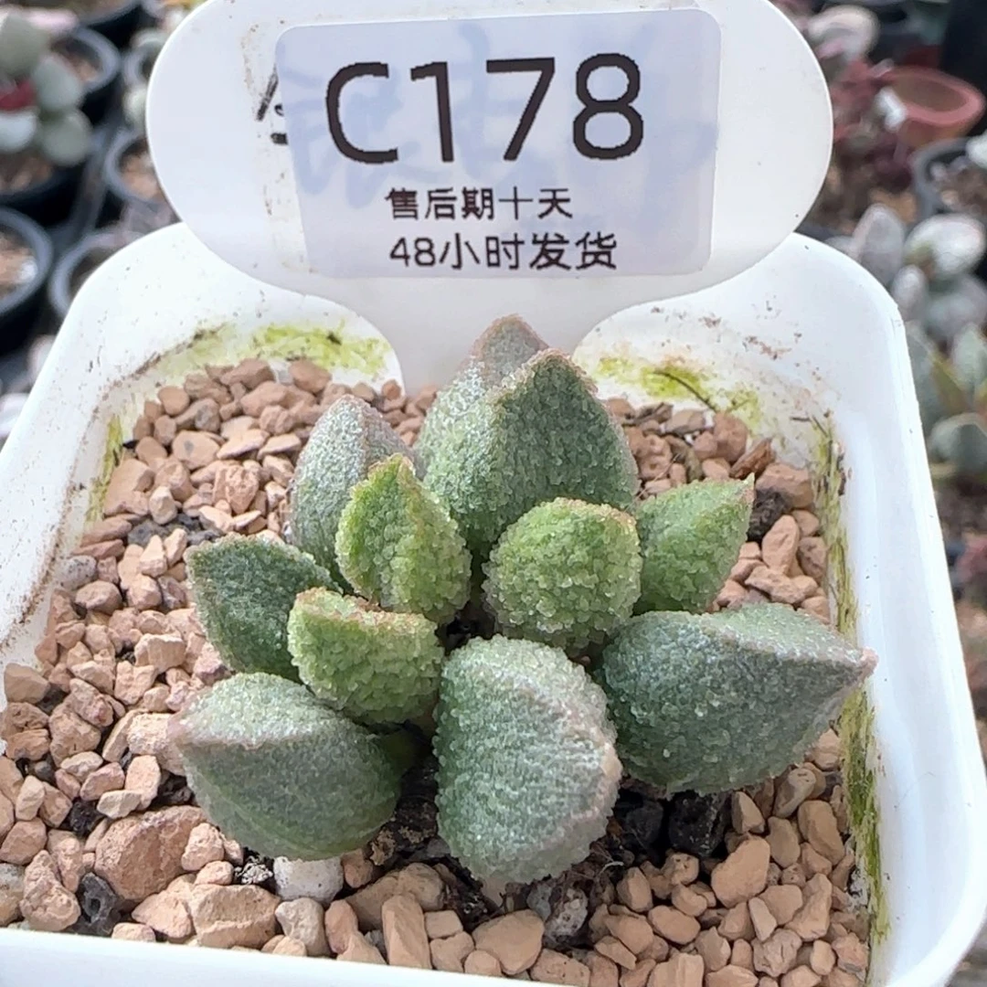 冰桃。    178。