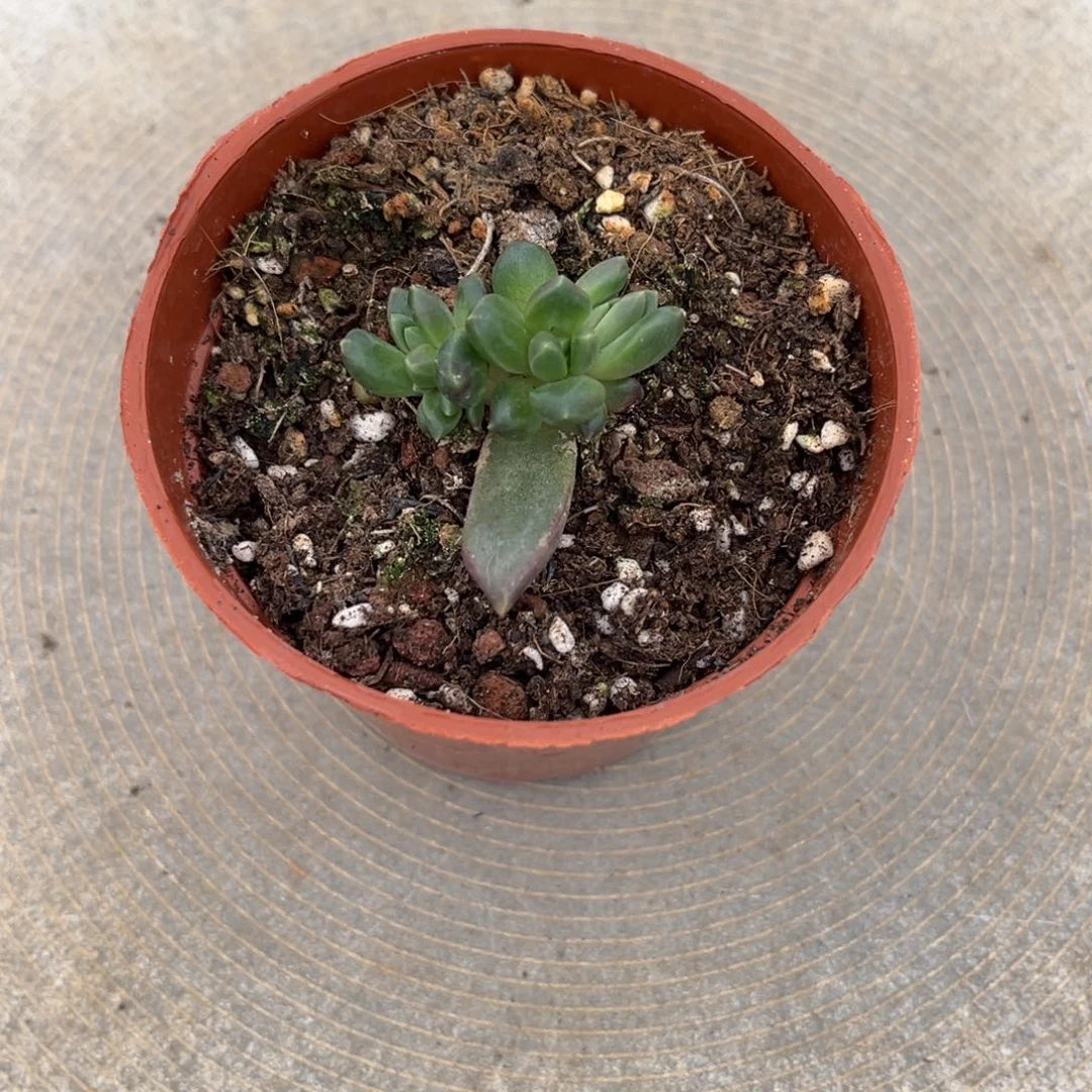 多肉植物多肉植物