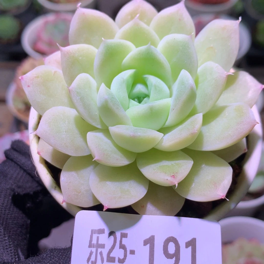 乐然25-191 白冰雪女王