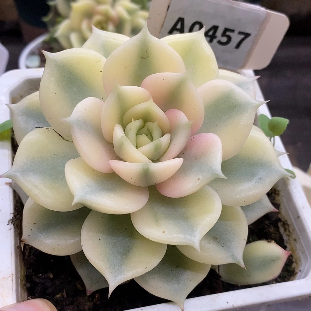 457贝加尔湖哈哈哈