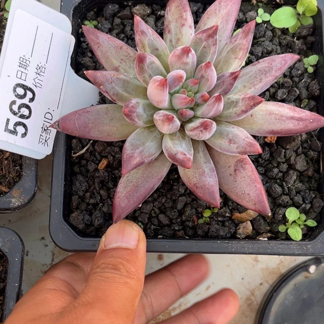 胡***等黑鲨鱼多肉植物569